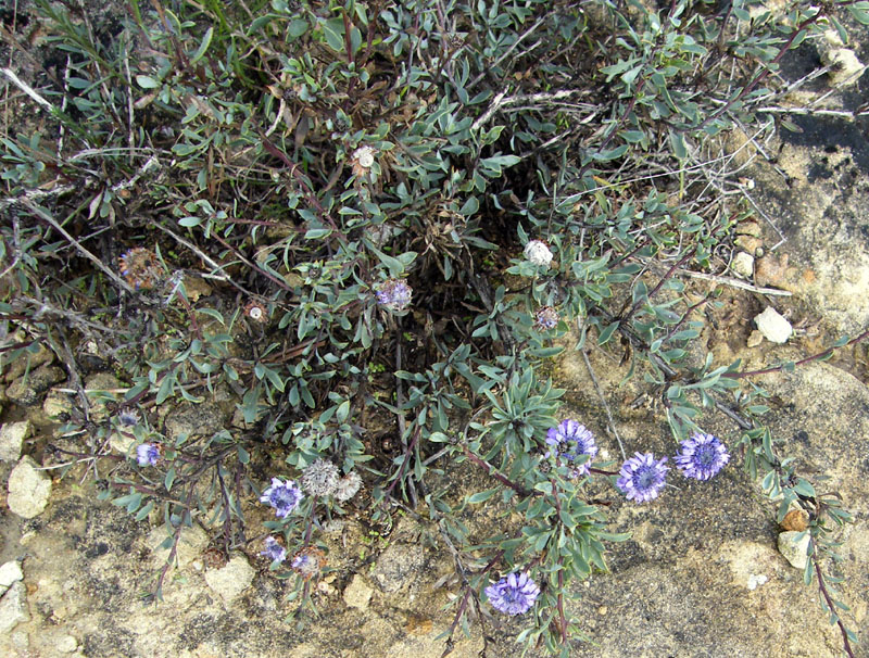 Globularia alypium / Vedovella cespigliosa